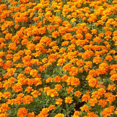 Flower Valley