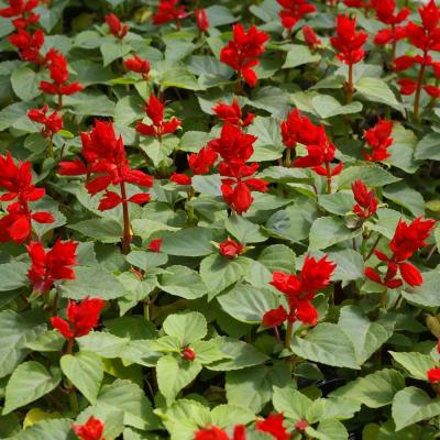 Flower Valley
