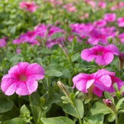 Flower Valley