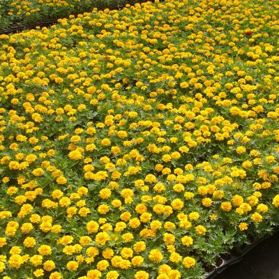 Flower valley