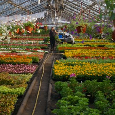 Flower Valley
