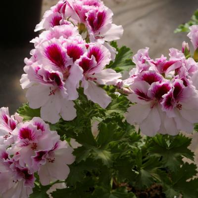 Flowervalley