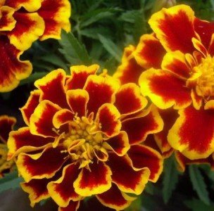 Бархатцы отклоненные Бонанза - ФЛЕЙМ