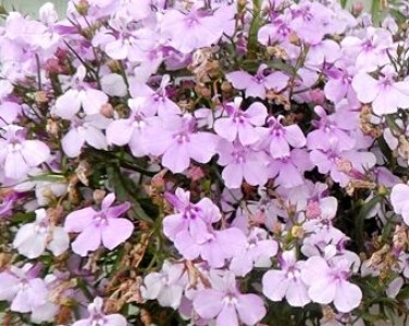 Лобелия РИВЬЕРА ЛИЛАК