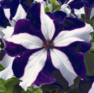 Петуния грандифлора УЛЬТРА БЛЮ СТАР