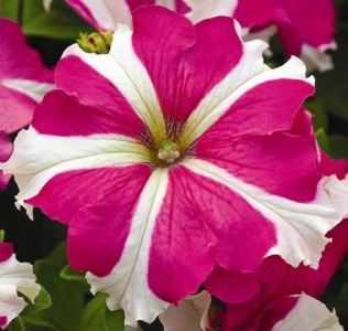 Петуния грандифлора УЛЬТРА РОУЗ СТАР